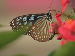 Ideopsis