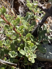 Ceanothus roderickii