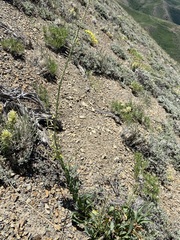 Stanleya viridiflora