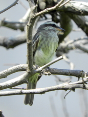 Empidonomus varius
