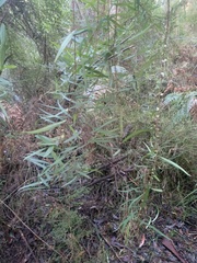 Pimelea axiflora