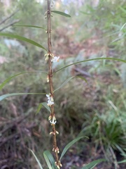 Pimelea axiflora