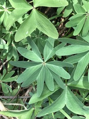 Oxalis decaphylla
