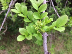 Zanthoxylum capense