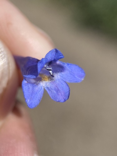 Image of Penstemon watsonii by (c) Matt Berger, some rights reserved (CC BY)