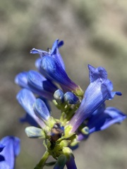Penstemon watsonii