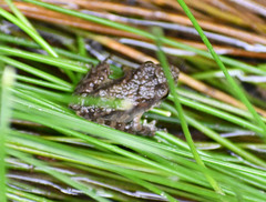 Pristimantis actites