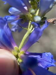 Penstemon watsonii