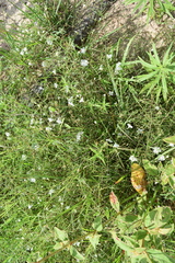 Stylisma pickeringii