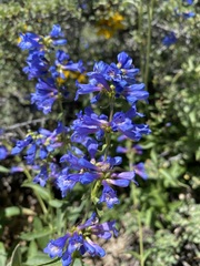 Penstemon watsonii