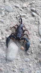 Opisthacanthus