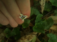 Viola communis, photograph C., CC0, iNaturalist via GBIF