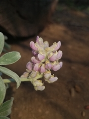 Lupinus leucophyllus