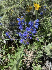 Penstemon watsonii