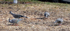 Ocyphaps lophotes