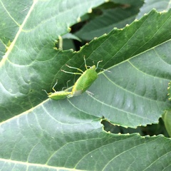 Chinavia pallidoconspersa