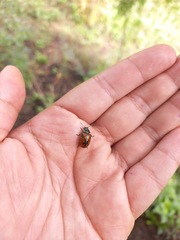 Calligrapha anabelae