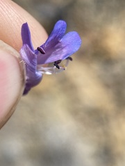 Penstemon humilis