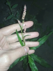 Persicaria maculosa