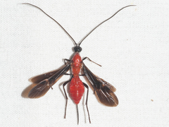 Braconinae