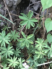 Oxalis decaphylla