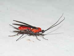 Braconinae