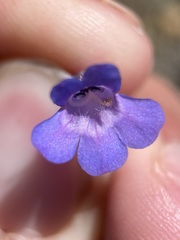Penstemon humilis