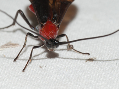 Braconinae