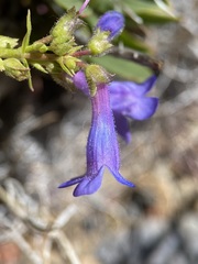 Penstemon humilis
