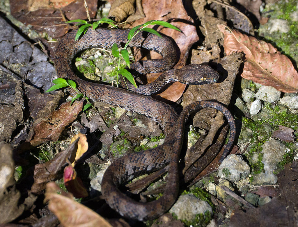 Anderson's Pitviper