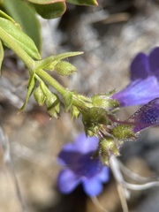 Penstemon humilis