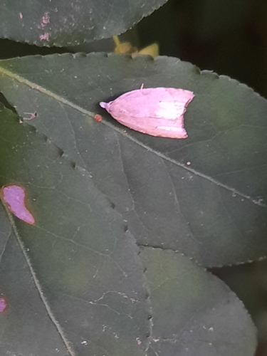 Batman Moth photo 4