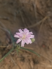 Stephanomeria lactucina