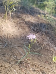 Stephanomeria lactucina