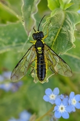 Tenthredo mesomela