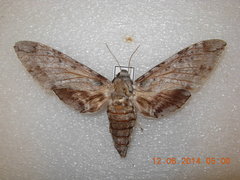 Manduca barnesi