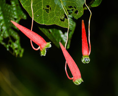Tropaeolum adpressum