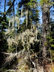 Usnea cavernosa
