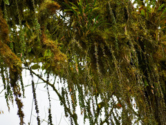 Sphyrospermum sodiroi