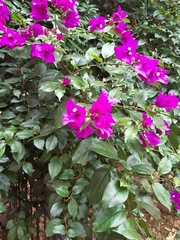 Bougainvillea