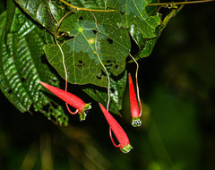 Tropaeolum adpressum