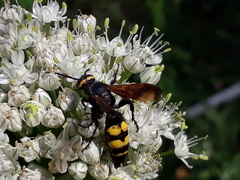 Scolia fuciformis