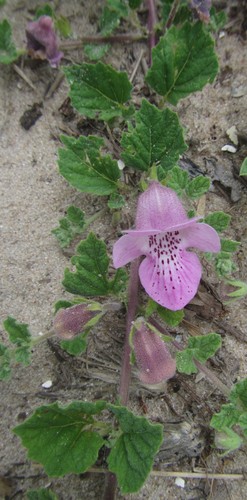 Image of Dicerocaryum eriocarpum by (c) Robert Taylor, some rights reserved (CC BY)
