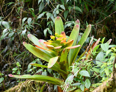 Guzmania gloriosa