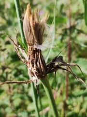 Tragopogon castellanus