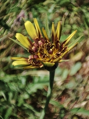 Tragopogon castellanus