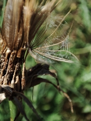 Tragopogon castellanus