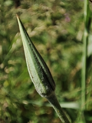 Tragopogon castellanus