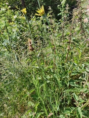 Tragopogon castellanus