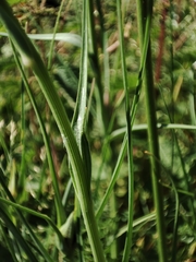 Tragopogon castellanus